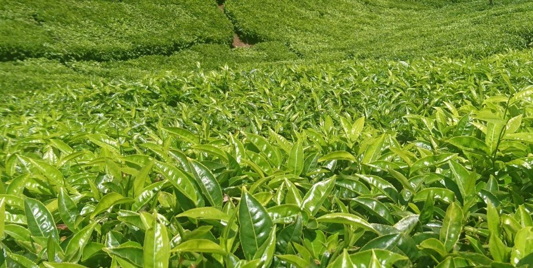 organic green tea farm